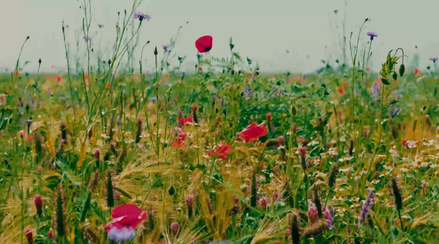 Video: CO₂-compensatie via regeneratieve landbouw
