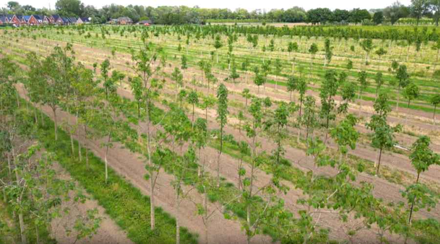 CO2-compensatie via grootste Paulowniabos van Nederland